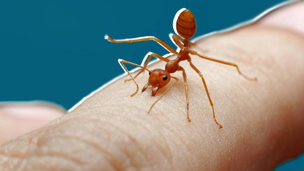 Home Remedies for Ant Bites That Work Quickly and Effectively