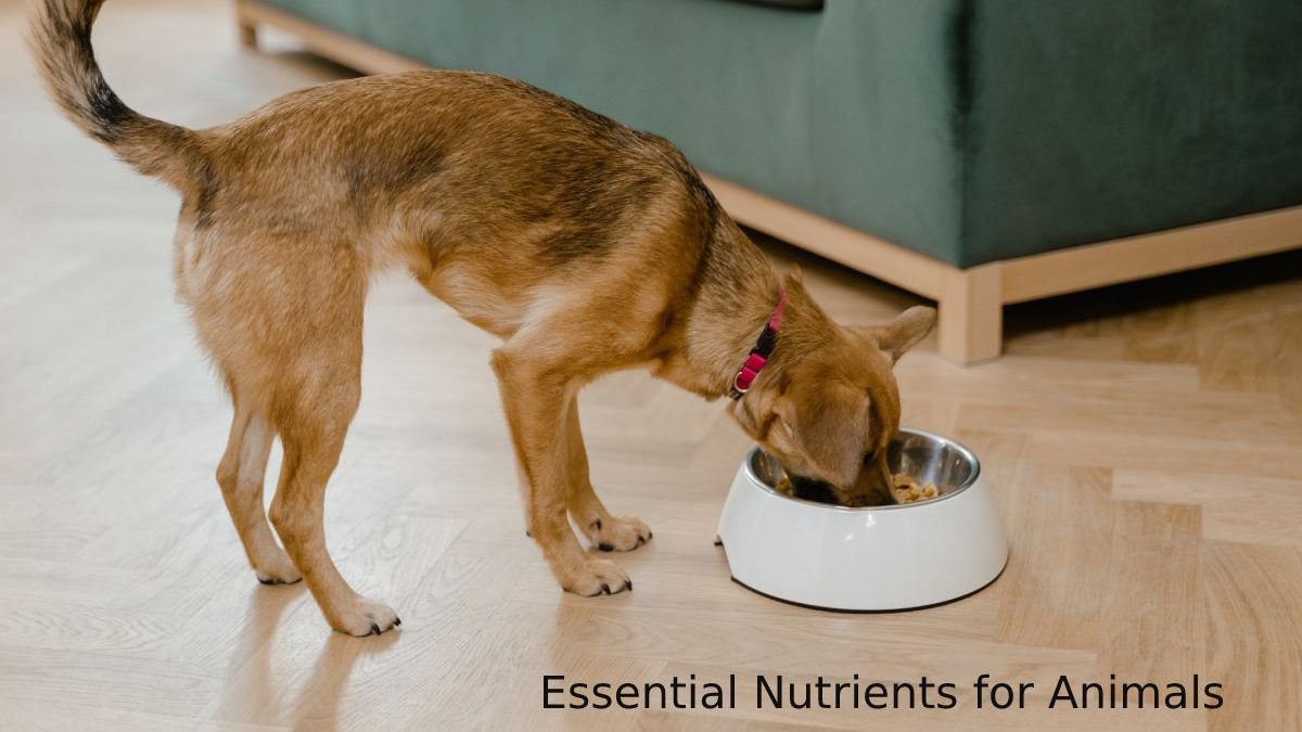 Essential Nutrients for Animals