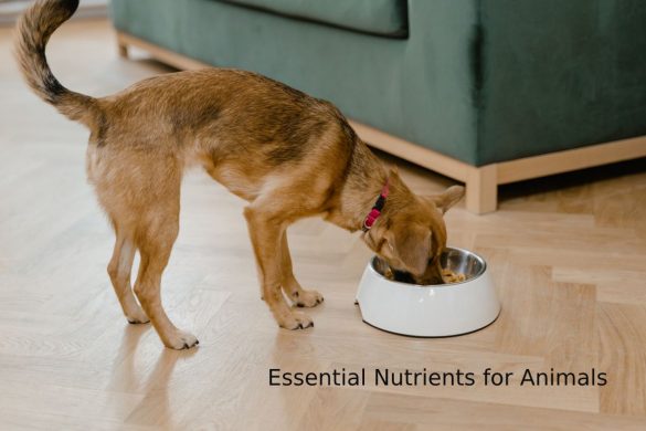 nutrients for animals